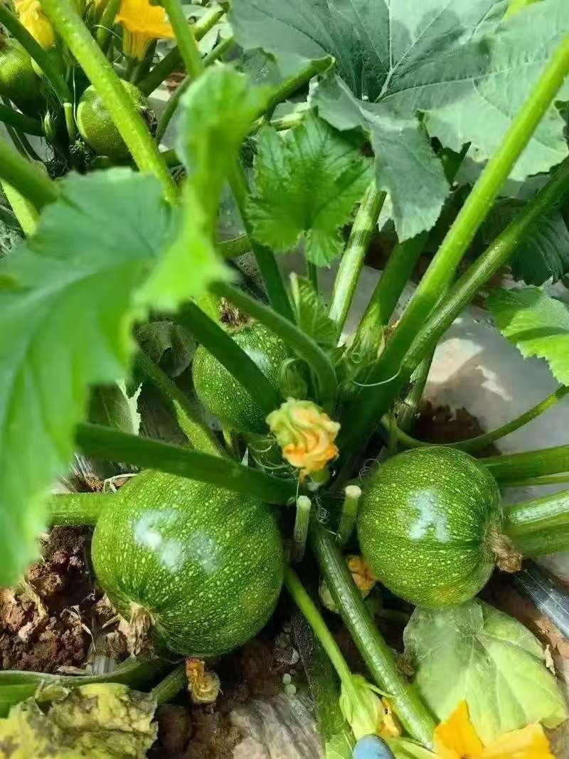 绿宝西葫芦种子无蔓高档高产油亮圆形种籽