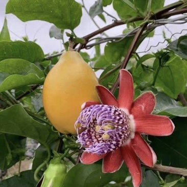 香蜜百香果嫁接苗大量有苗供应口感香甜可口基地直销价格优惠