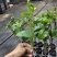 香蜜百香果嫁接苗大量有苗供应口感香甜可口基地直销价格优惠
