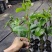 香蜜百香果嫁接苗大量有苗供应口感香甜可口基地直销价格优惠