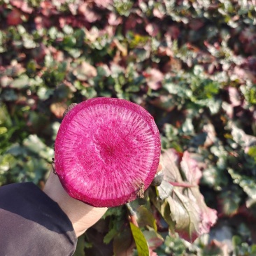 胭脂萝卜沙地种植水果萝卜紫美人红皮萝卜