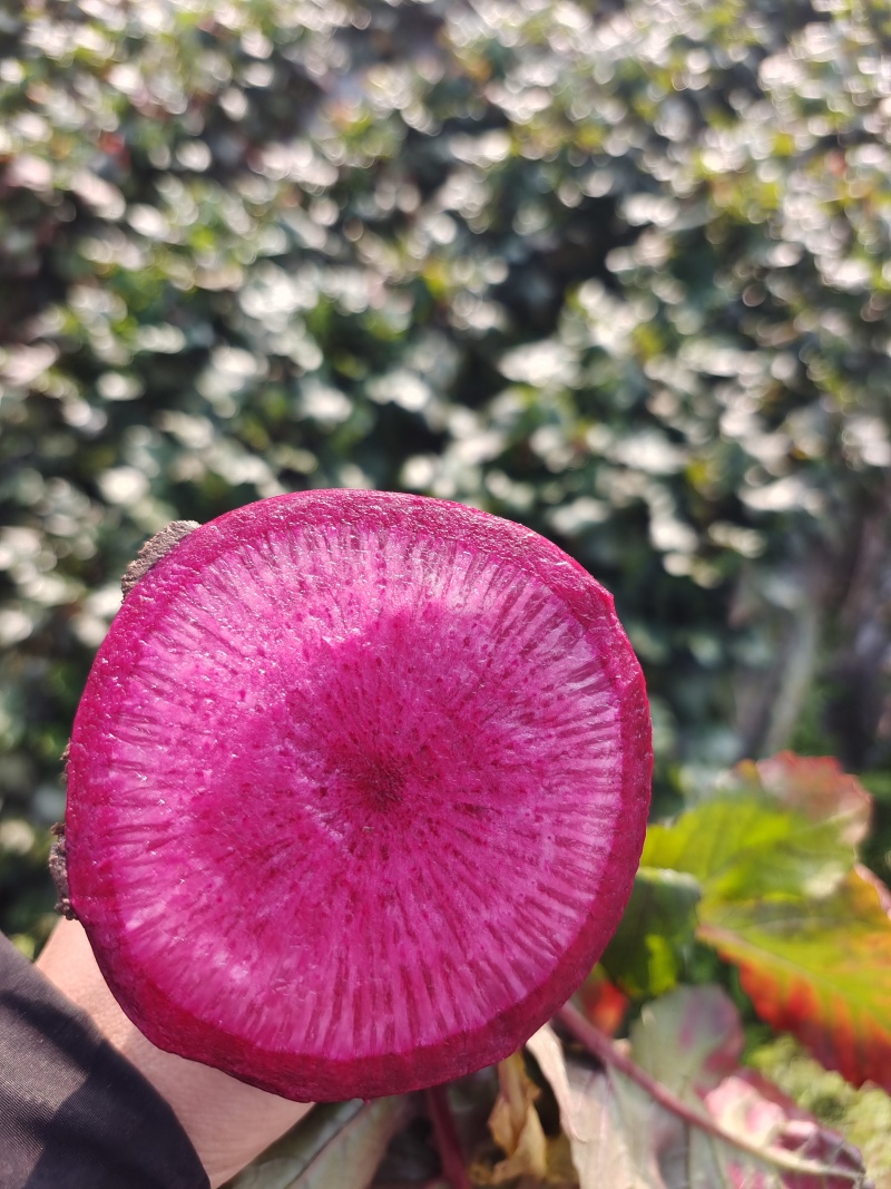 胭脂萝卜沙地种植水果萝卜紫美人红皮萝卜