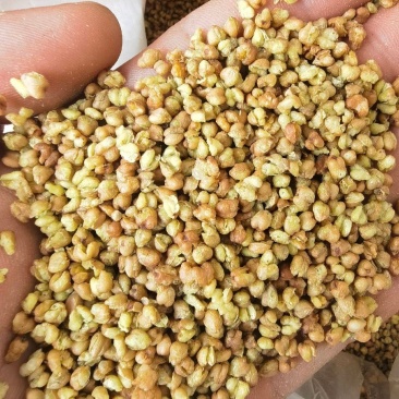 荞麦茶统装500g产地四川振兴药材购销站