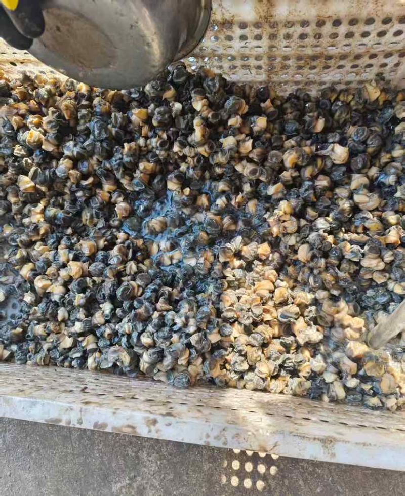 优质洪湖淡水纯手工挑选田螺肉，肉质肥美Q弹，直达地包邮