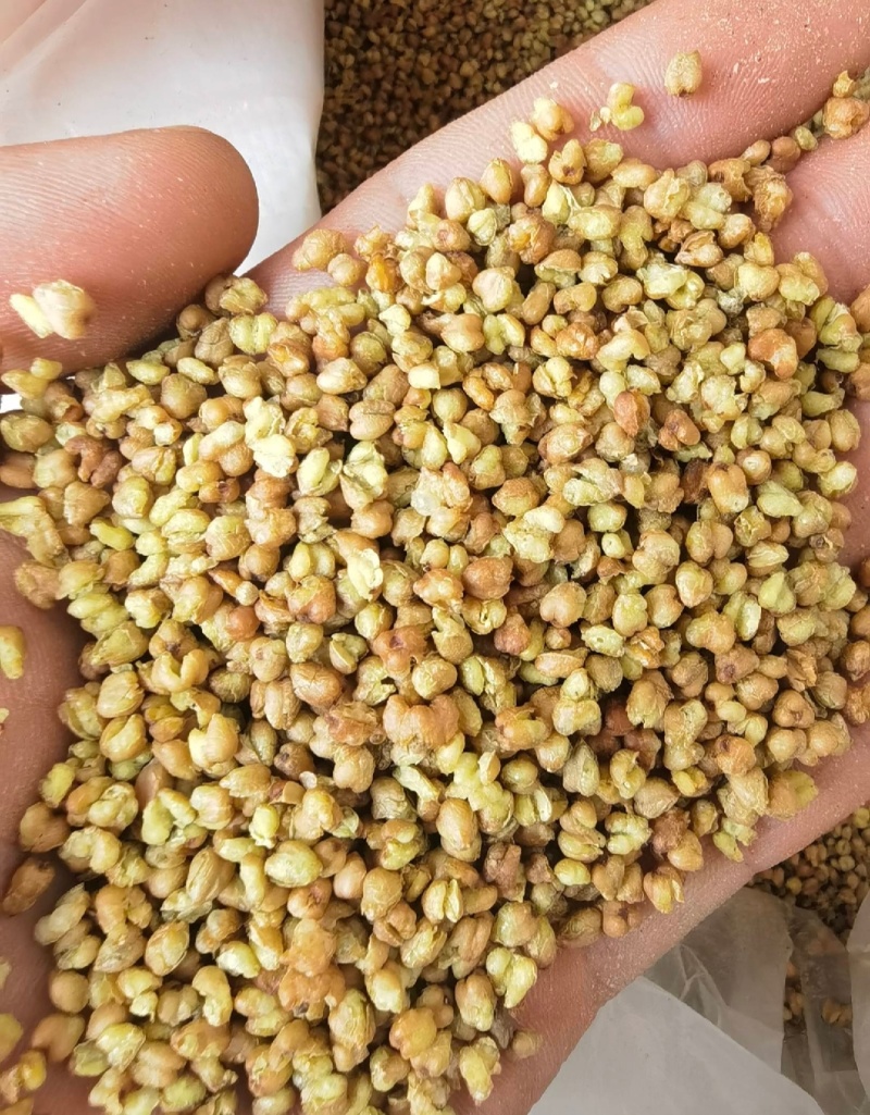 荞麦茶统装500g产地四川振兴药材购销站