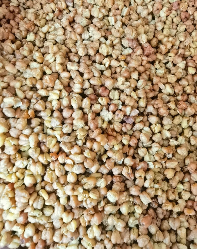 荞麦茶统装500g产地四川振兴药材购销站