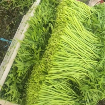 精品芦蒿欢迎采购