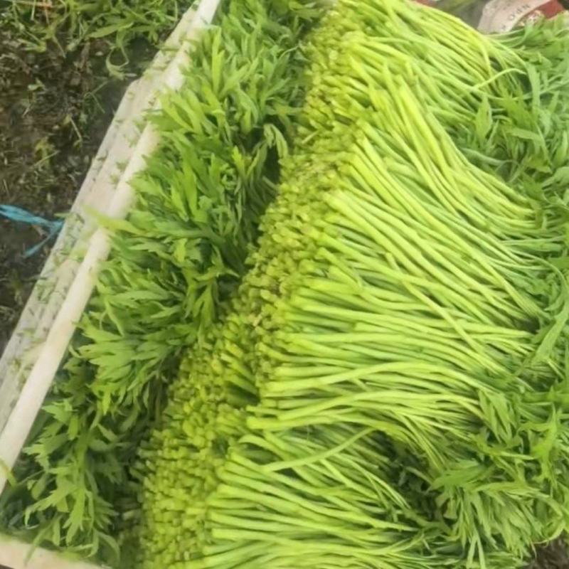 精品芦蒿欢迎采购