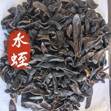 水蛭中药材清水水蛭吊干蚂蟥水蛭东弘药业一手货源现货供应