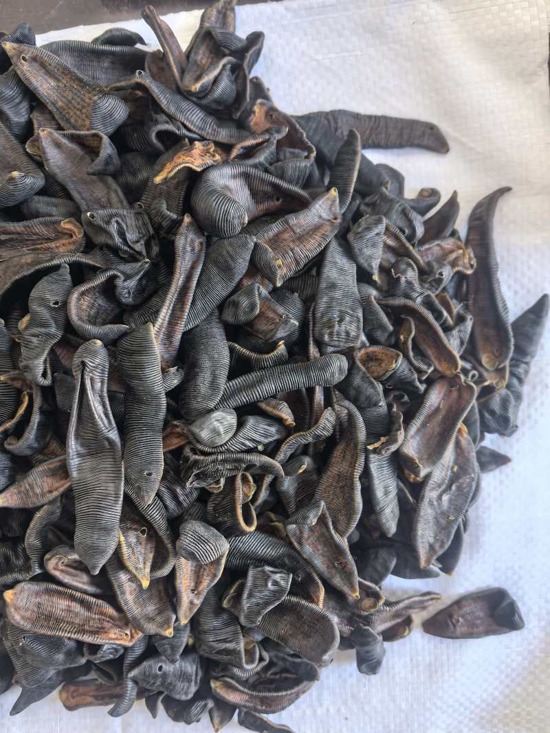 水蛭中药材清水水蛭吊干蚂蟥水蛭东弘药业一手货源现货供应