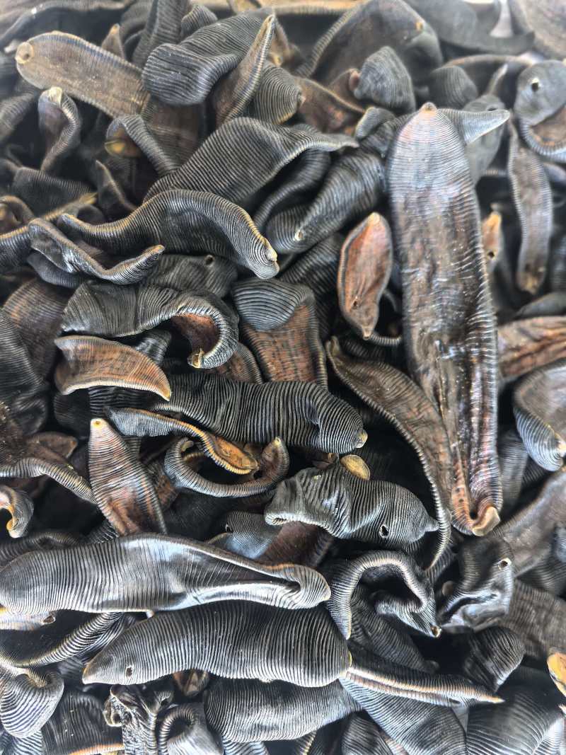 水蛭中药材清水水蛭吊干蚂蟥水蛭东弘药业一手货源现货供应