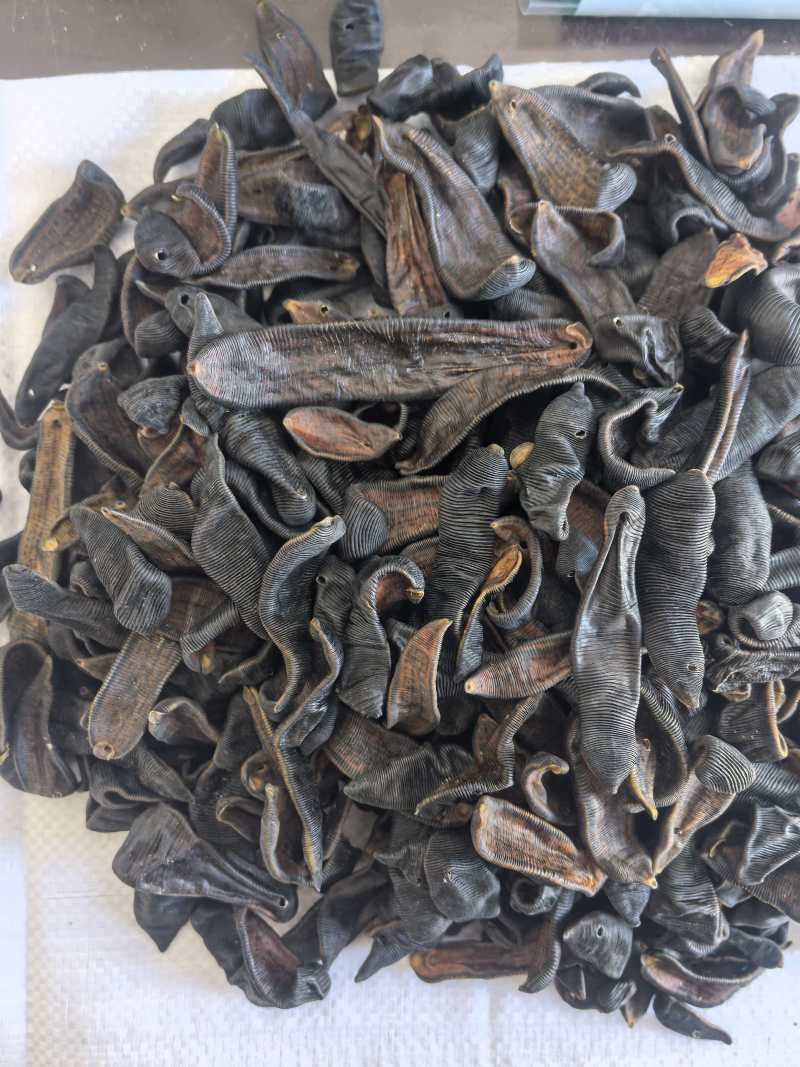 水蛭中药材清水水蛭吊干蚂蟥水蛭东弘药业一手货源现货供应