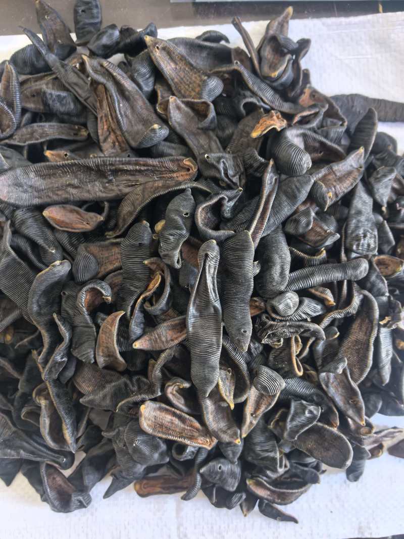 水蛭中药材清水水蛭吊干蚂蟥水蛭东弘药业一手货源现货供应