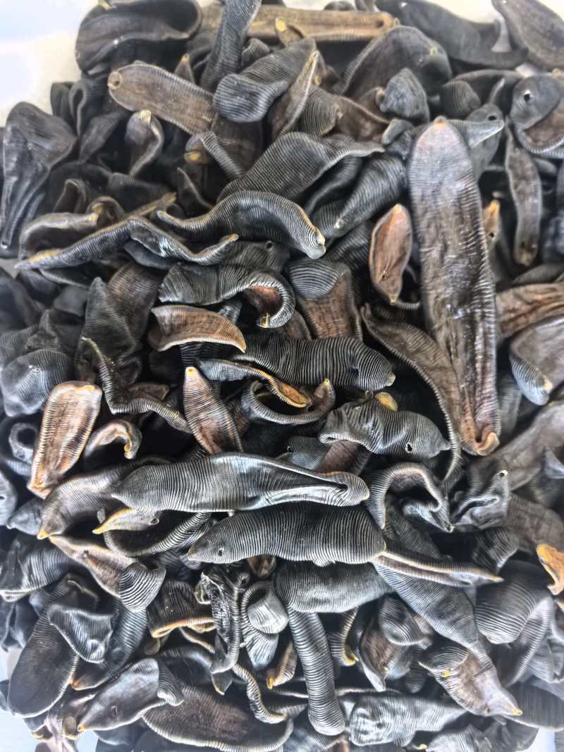 水蛭中药材清水水蛭吊干蚂蟥水蛭东弘药业一手货源现货供应