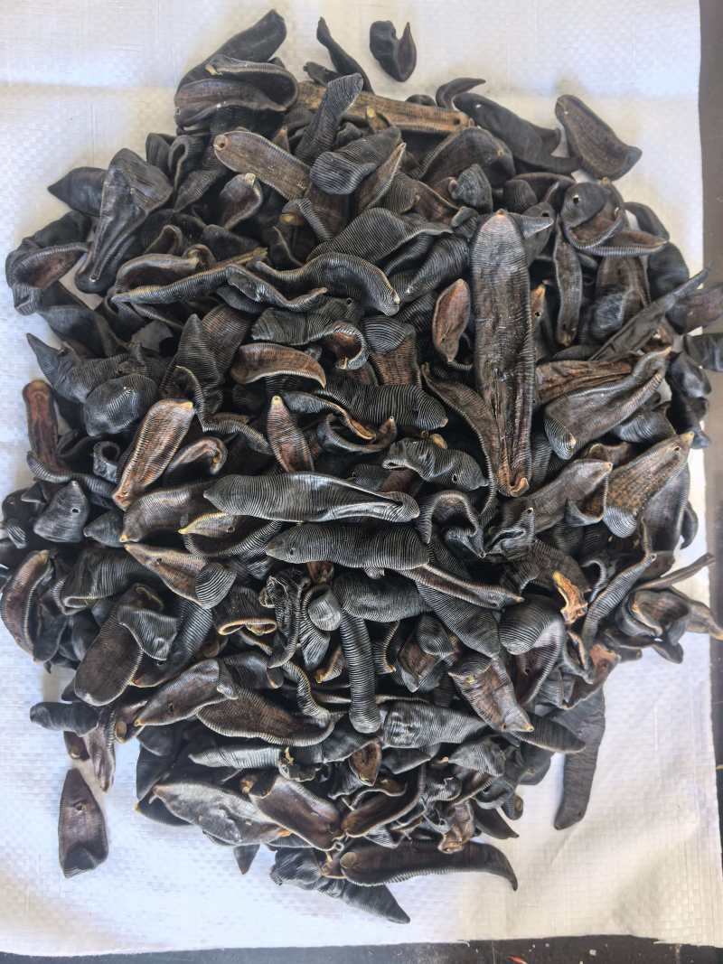 水蛭中药材清水水蛭吊干蚂蟥水蛭东弘药业一手货源现货供应