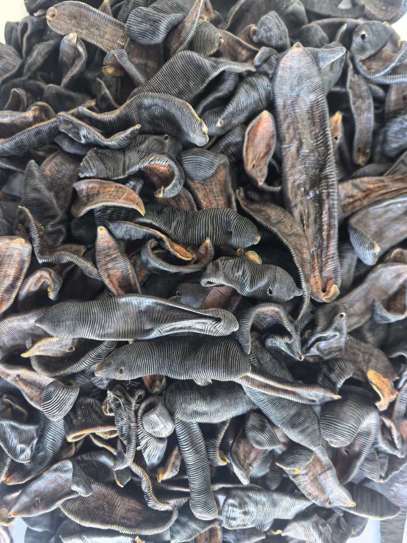 水蛭中药材清水水蛭吊干蚂蟥水蛭东弘药业一手货源现货供应