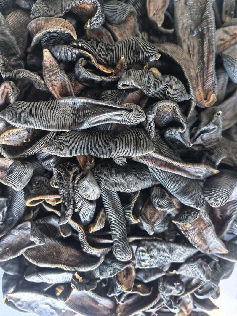 水蛭中药材清水水蛭吊干蚂蟥水蛭东弘药业一手货源现货供应