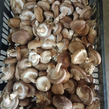 香菇基地直供，大量上市，全国发货，次包装