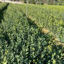 长林系列油茶杯苗