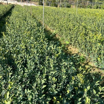 长林系列油茶杯苗