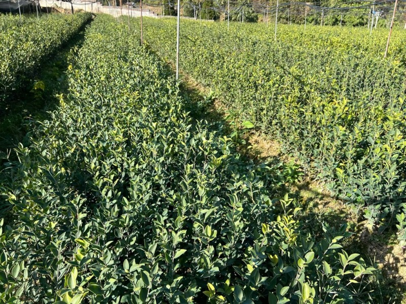 长林系列油茶杯苗