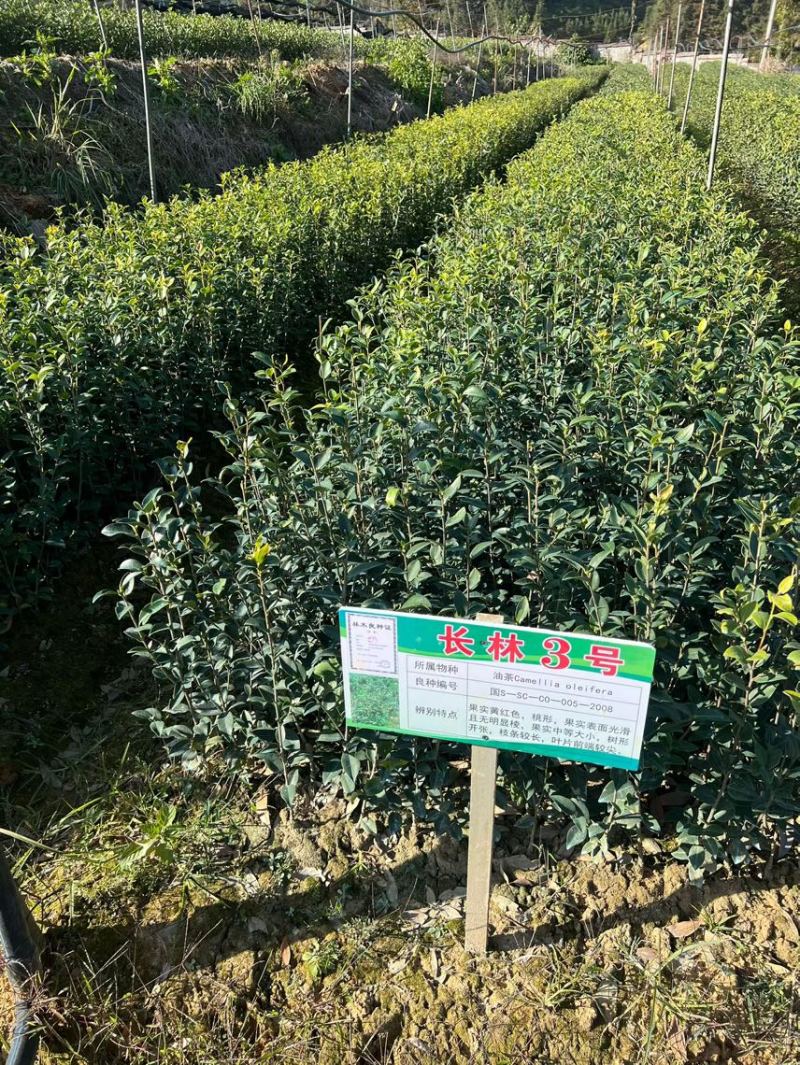长林系列油茶杯苗