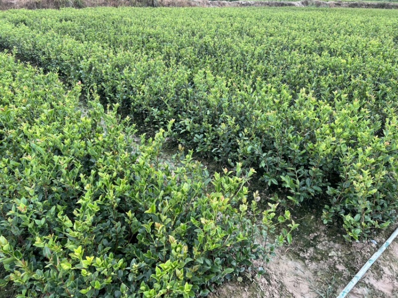 长林系列油茶杯苗