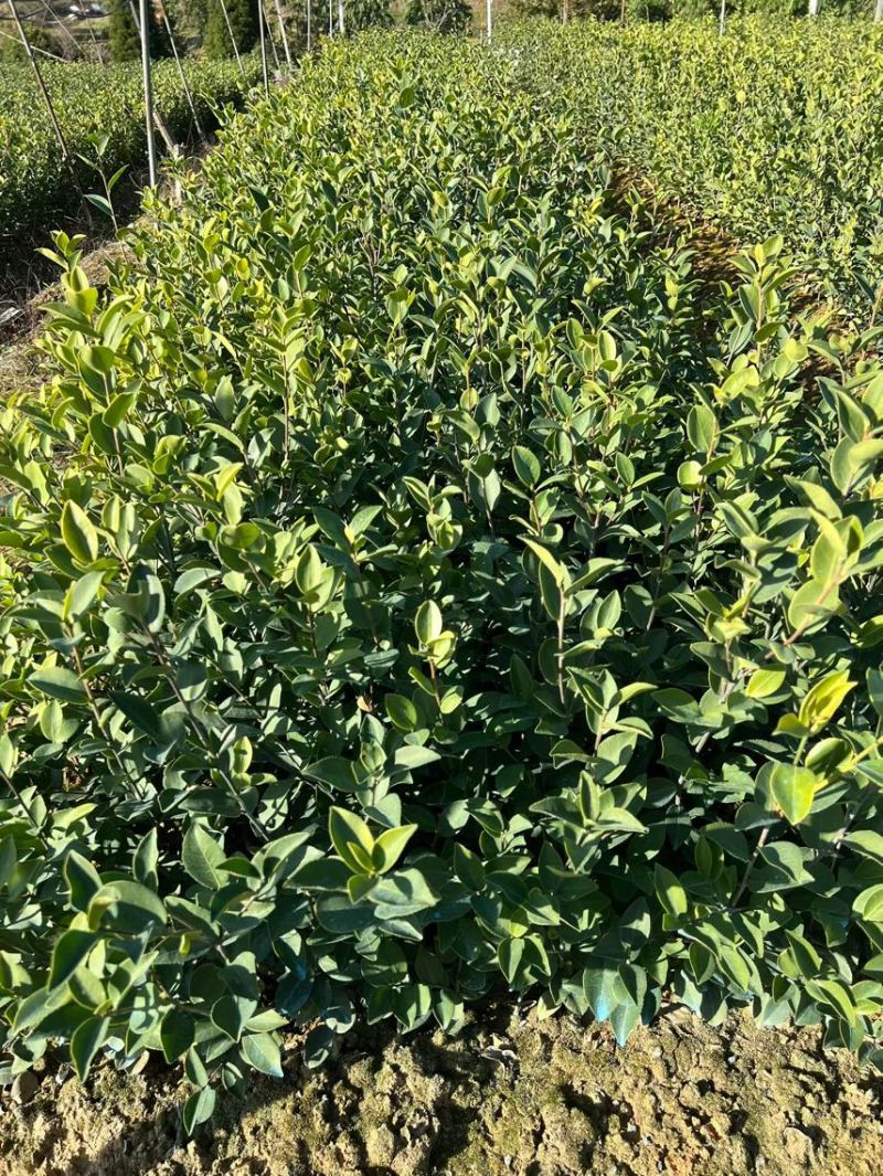 长林系列油茶杯苗