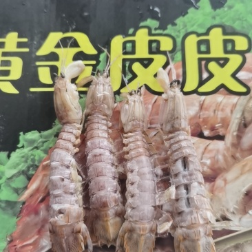 皮皮虾