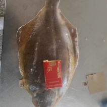 鸦片鱼