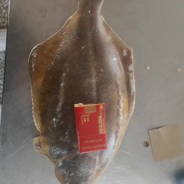 鸦片鱼