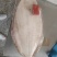 鸦片鱼