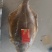 鸦片鱼