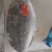 鸦片鱼