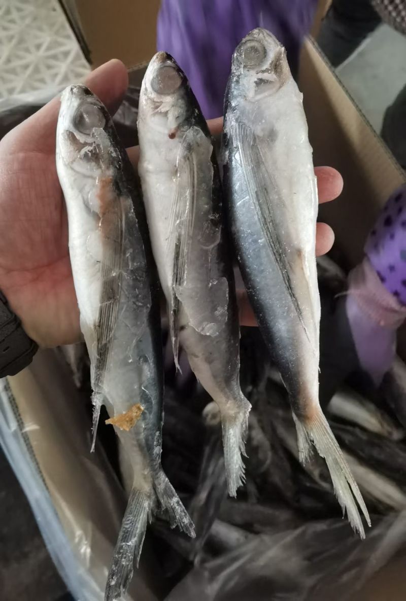 飞鱼