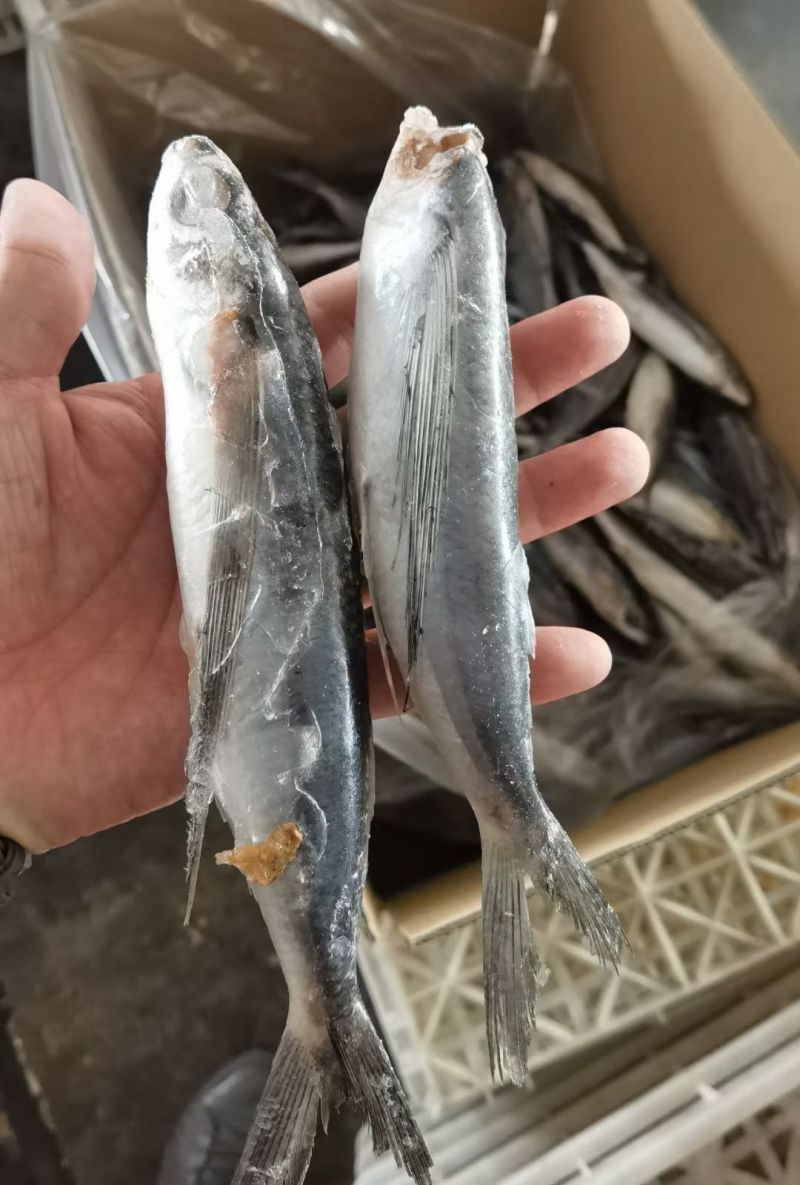 飞鱼