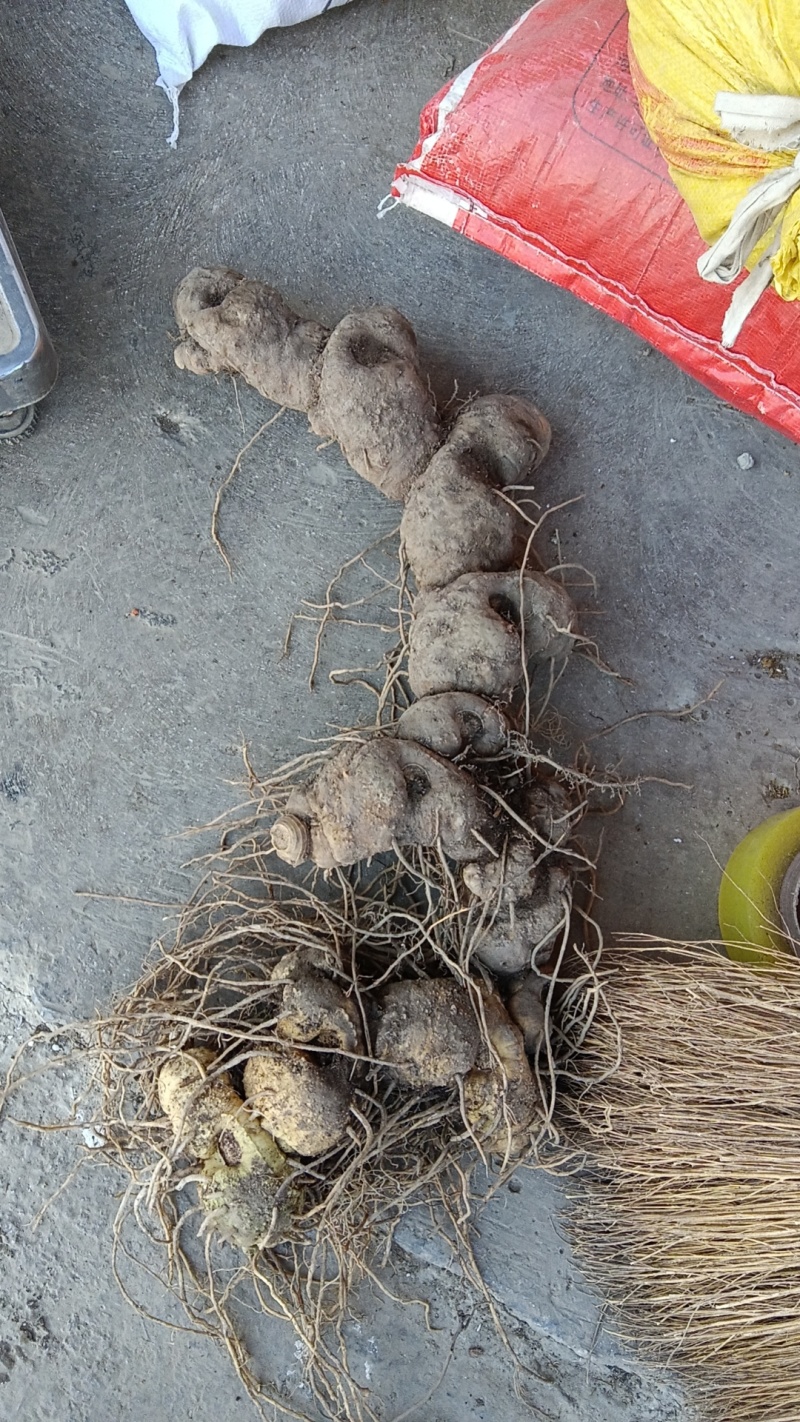 正宗武陵山脉野生鸡头黄精，多花黄精挑选，供电商精品货