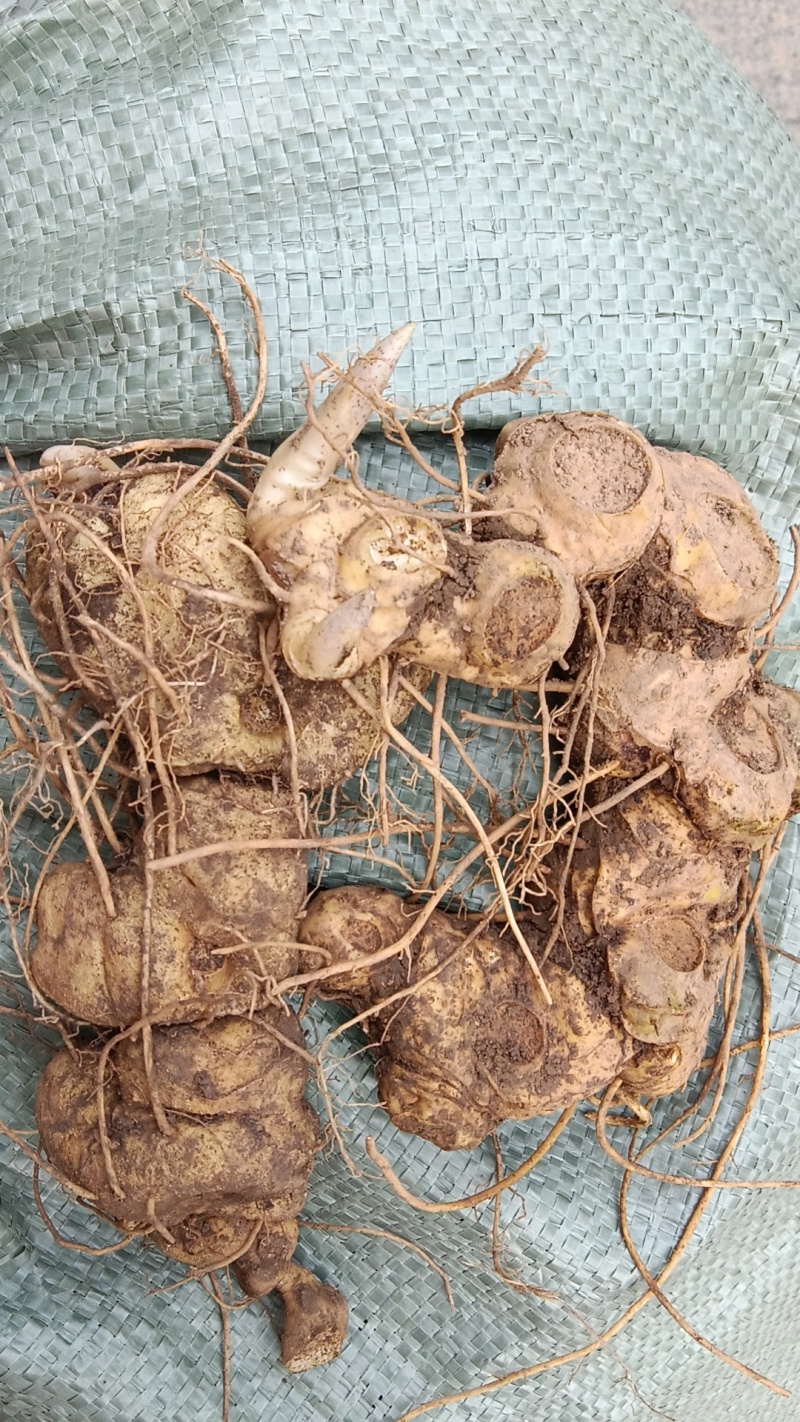 正宗武陵山脉野生鸡头黄精，多花黄精挑选，供电商精品货