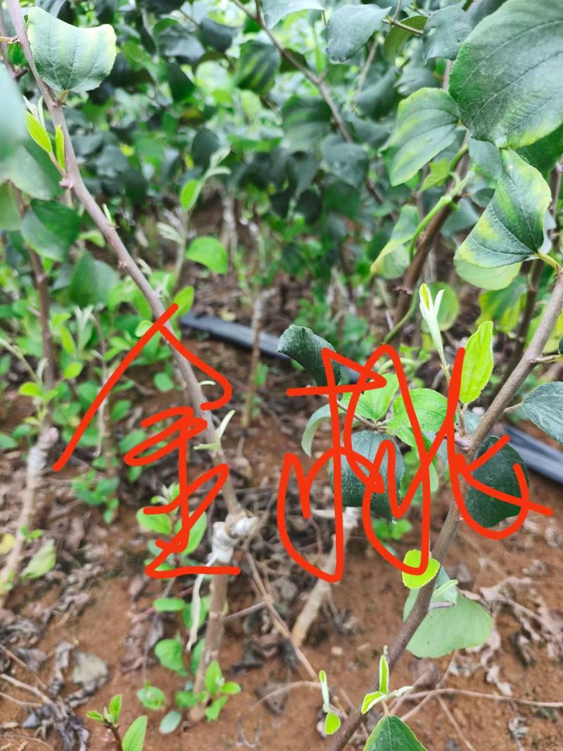 青枣苗精品大青枣