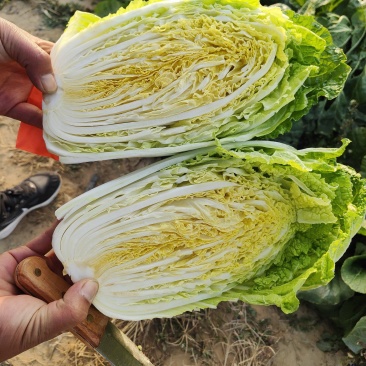 黄心大白菜