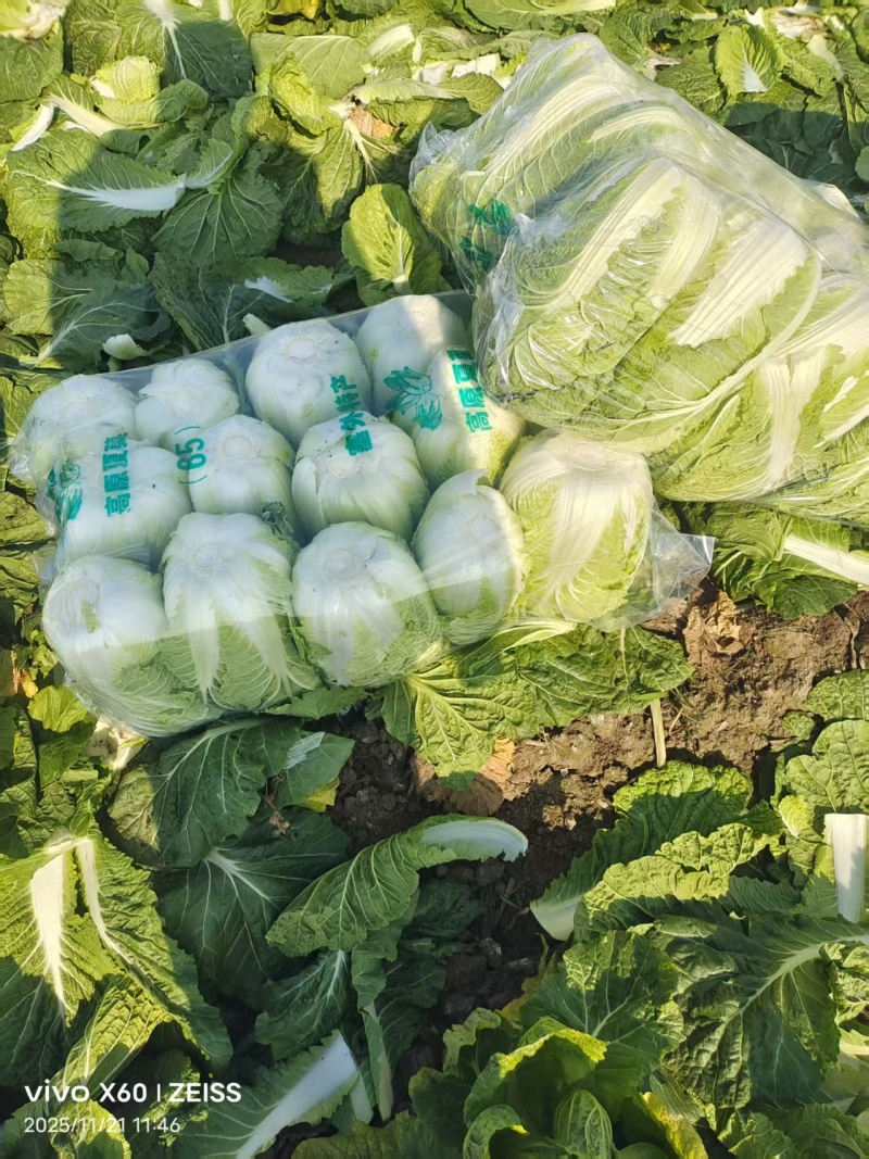 黄心大白菜