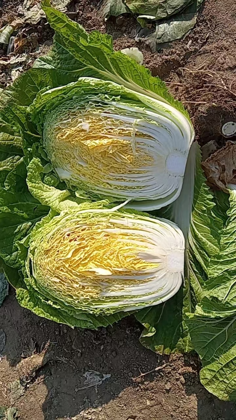 黄心大白菜