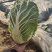 黄心大白菜