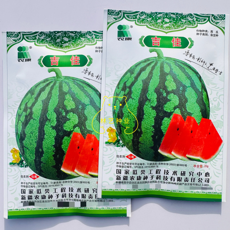 吉佳西瓜中早熟浅绿皮墨绿条纹果肉红色松脆易坐果