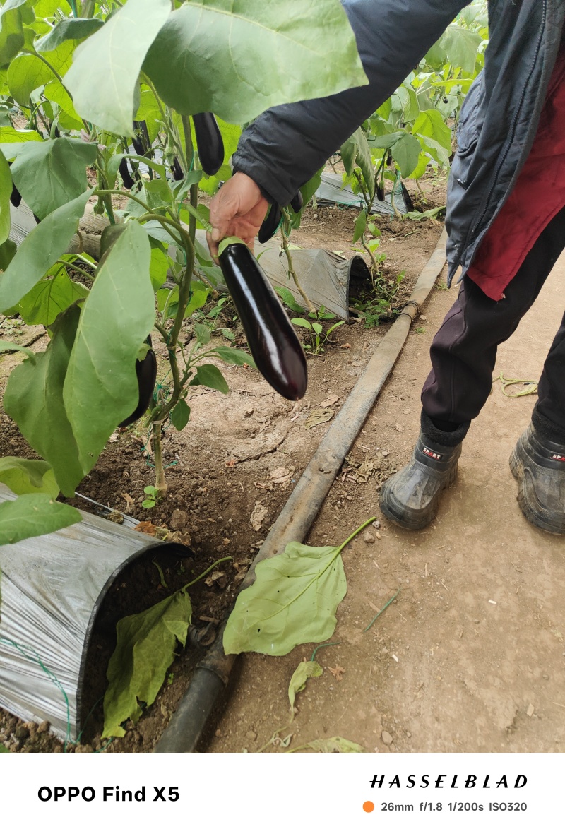 765茄子
