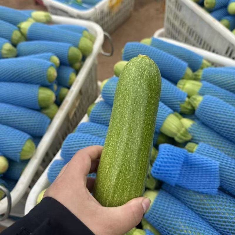 西葫芦