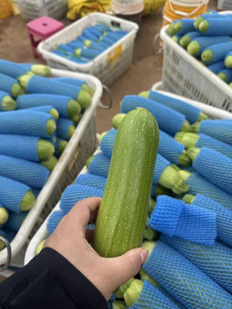 西葫芦