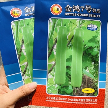 金鸿7号瓠子种子杂交一代油绿皮蒲瓜种子中长瓠子种籽质优