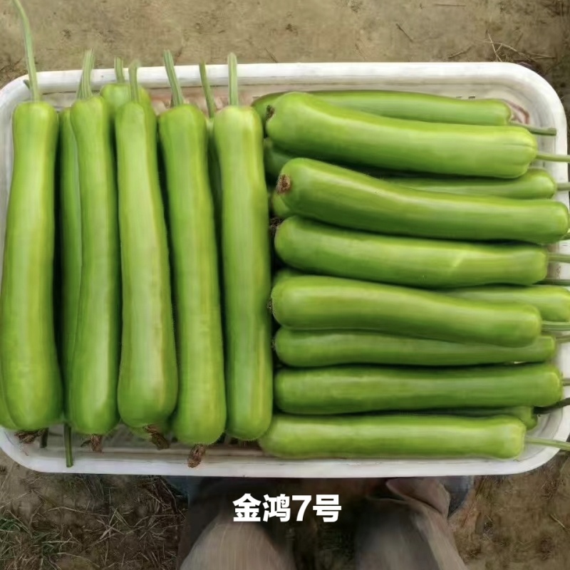 金鸿7号瓠子种子杂交一代油绿皮蒲瓜种子中长瓠子种籽质优