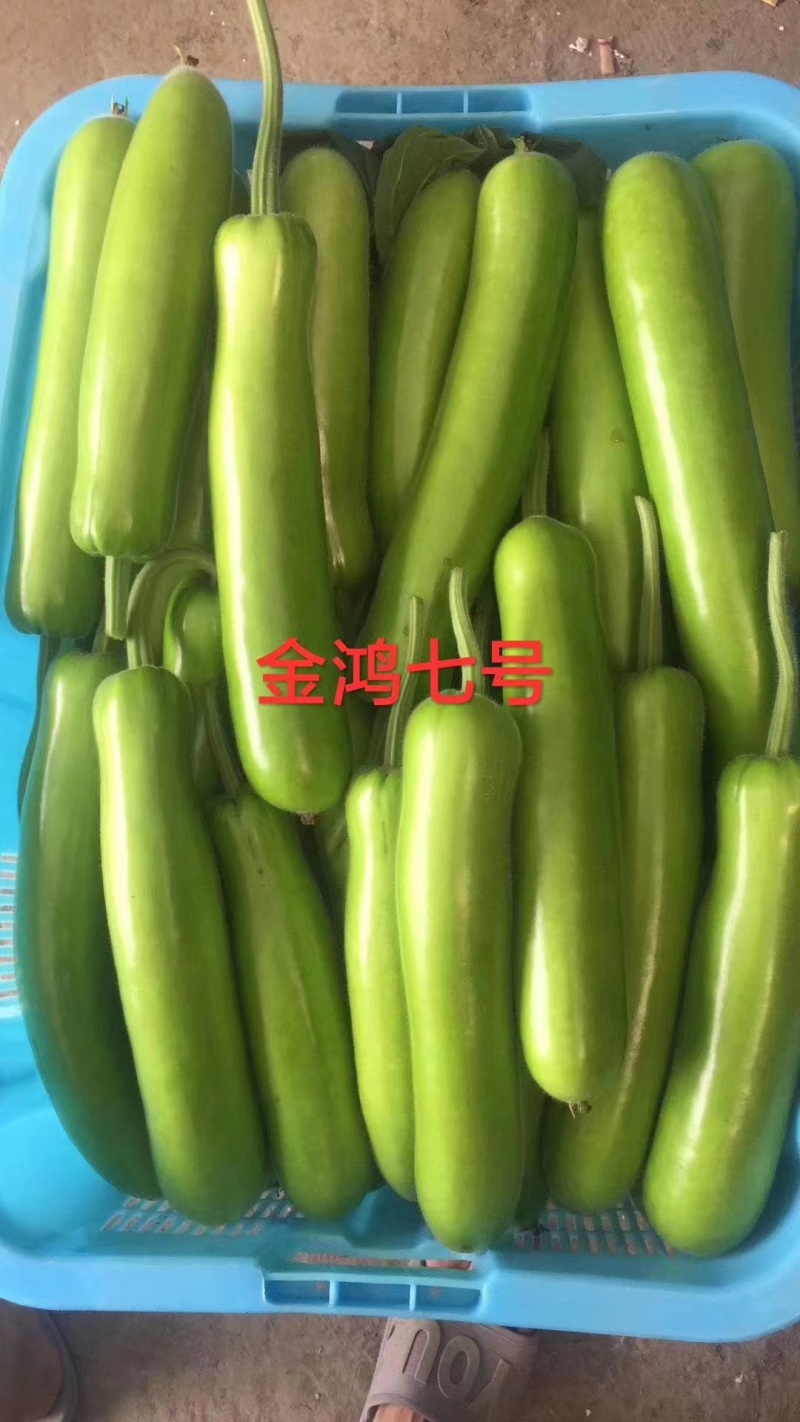 金鸿7号瓠子种子杂交一代油绿皮蒲瓜种子中长瓠子种籽质优